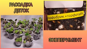 Эксперимент с грунтом. Рассадка деток фиалок.