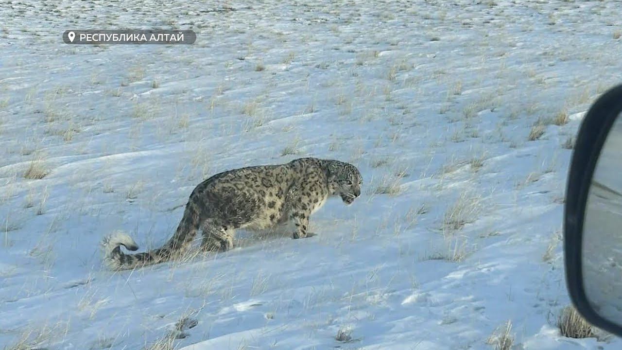 Работу по учёту и сохранению редких животных проведут в этом году в Республике Алтай смотреть онлайн