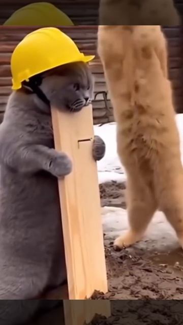 Котики строители опять что-то не поделили!!. смотреть онлайн