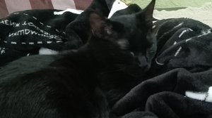 у меня появился кот! Феликс 1 часть