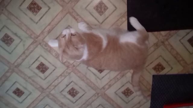 БРЕЙК-ДАНС ОТ ПЕРСИКА смотреть онлайн