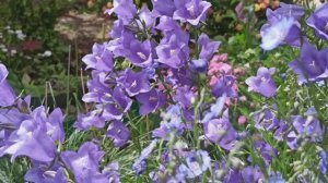 Три вида колокольчиков! Персиколистный, Скученный, Гарганский.