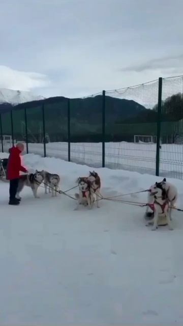Сегодня - День ездовых собак (хаски). Вы об этом знали? смотреть онлайн