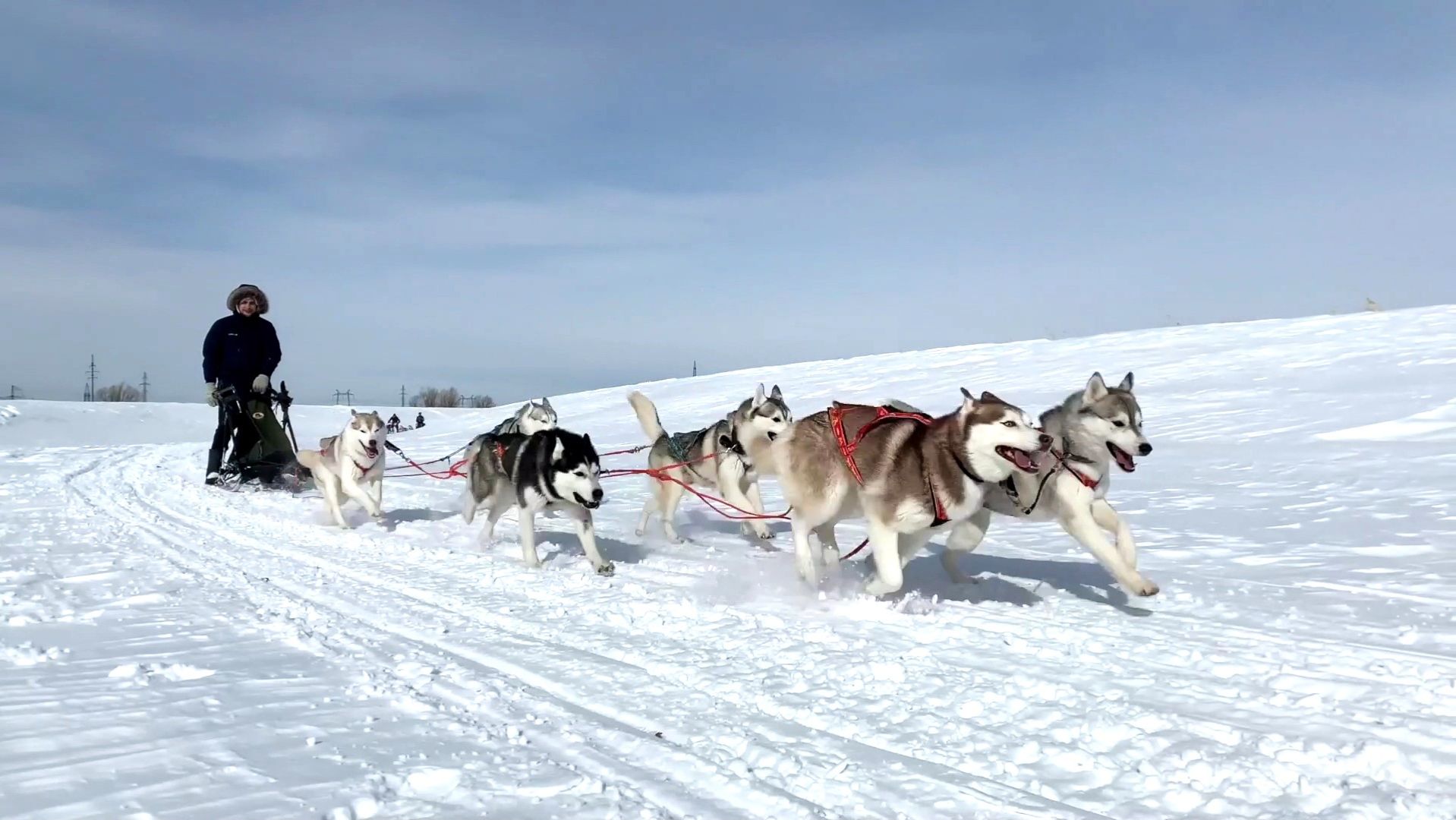 Югорских собаководов приглашают к участию в соревнованиях «Северный ветер» смотреть онлайн