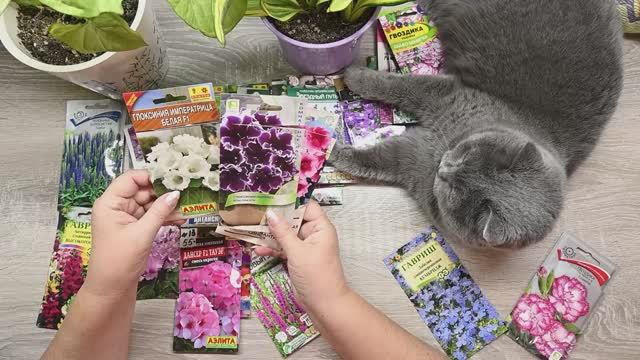 Какие цветы буду выращивать? Обзор семян, какие посеяла и что не смогла вырастить раньше смотреть онлайн