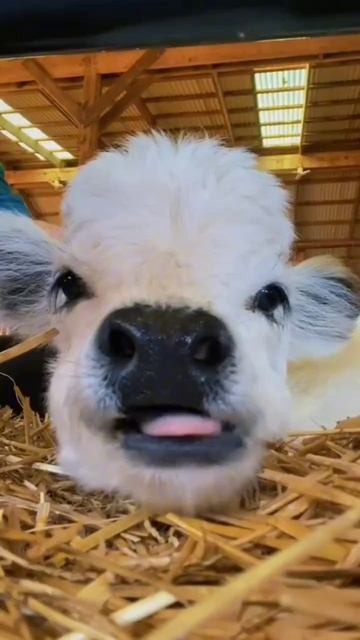 Веселые коровки для хорошего начала недели смотреть онлайн