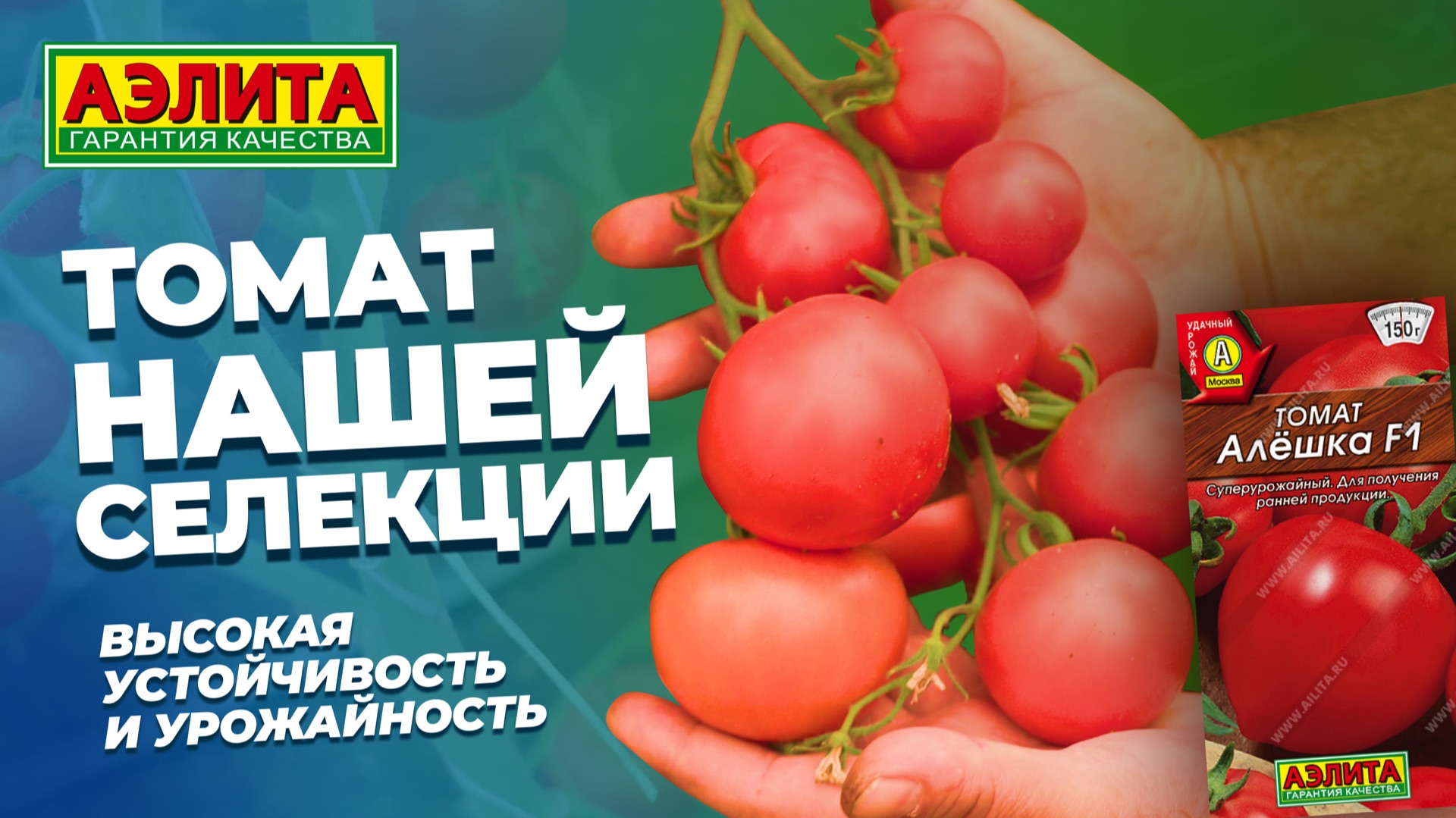 Суперурожайный томат селекции Агрофирмы АЭЛИТА - АЛЕШКА F1