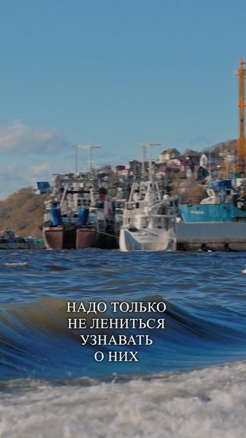 Паломница. Экспедиция на Камчатку и труды митрополита Нестора смотреть онлайн