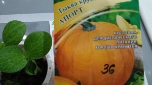 Семена выросли в тыкве. Обзор семян, буду сажать в этом году.