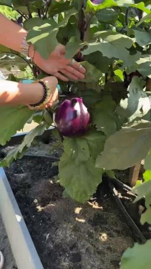 КОМПАКТНЫЙ БАКЛАЖАН ДЛЯ МАЛЕНЬКИХ УЧАСТКОВ