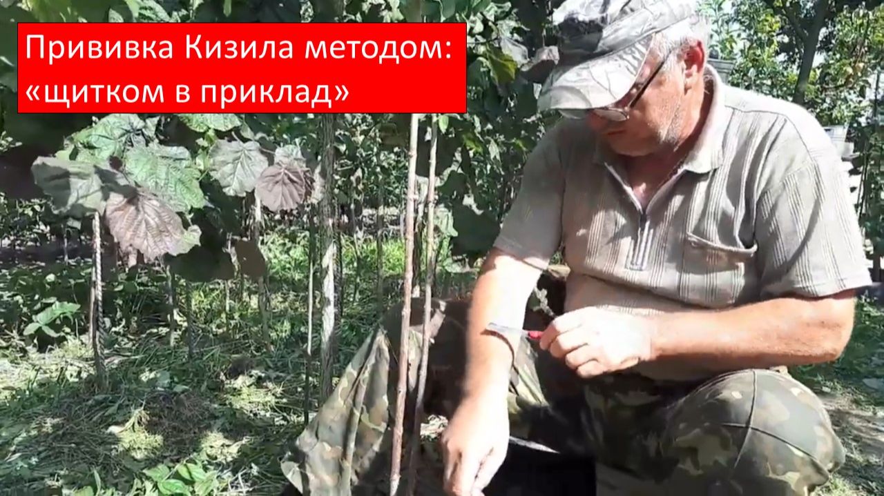 Окулировка (прививка) плодовых Кизила методом щитком в приклад смотреть онлайн