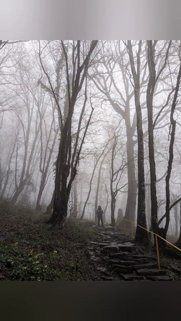 Весенний лес вблизи Воронцовских пещер в Сочинских Горах