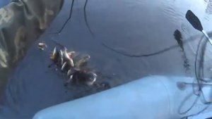 Пять минут ведро окуня! Ночь у костра! Забрались в ГЛУХУЮ ТАЙГУ! Щуки с большими глазами