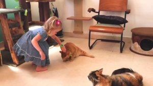 Котики пытались подружиться с Настей в Кошачьем Кафе