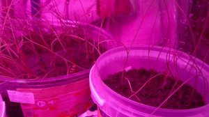 Сушеные колбаски