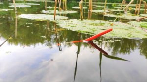 Караси лапти и крупная плотва - рыбалка на поплавок в кувшинках