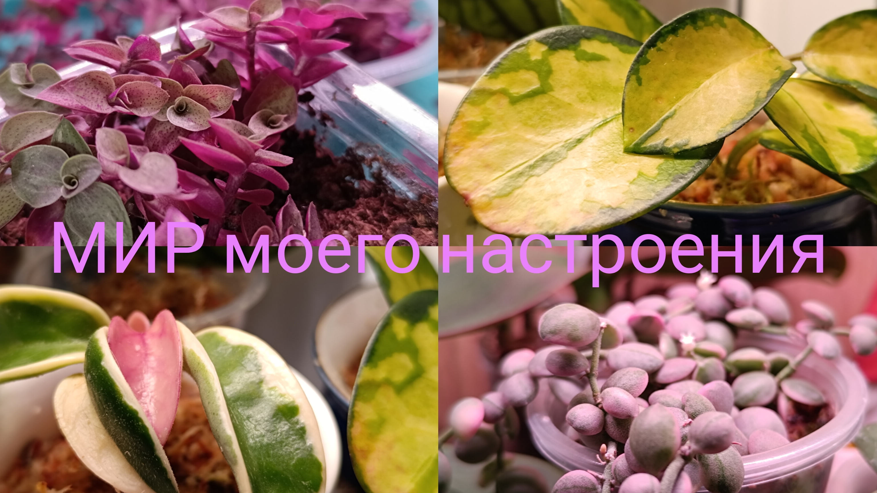 01.02.26 Обновила Коллизию.Хойи в новый посадках. смотреть онлайн