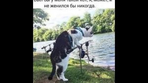 А у кошки 4 ноги