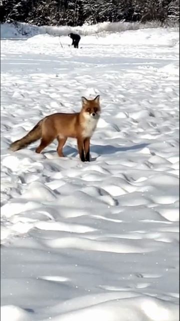 Лиса спокойно гуляет по окраинам Владимира