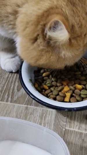 Больше суток загула....волчий аппетит и фонарь под глазом...Прогулка удалась...