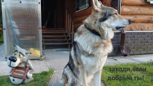 Без собаки жизнь не та! О.Карогодина и ИИ