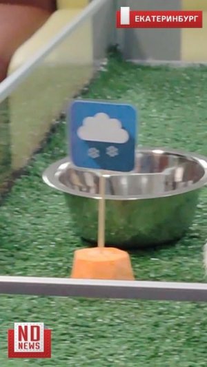 Ежиха Снежа предсказывает погоду на весну