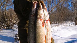 Ого...В ЭТОМ БОЛОТЕ КИШАТ ОГРОМНЫЕ ЩУКИ!!! НЕ УСПЕВАЮ ПРОВЕРЯТЬ жерлицы вот это глухозимье.