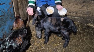 Добрыня остался один друг уехал.Пробуют в первый раз.