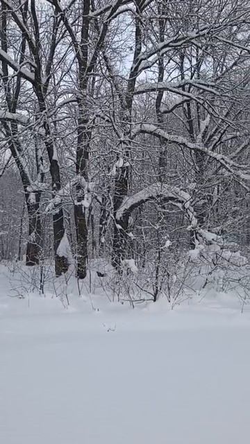 Белая снежная зима.