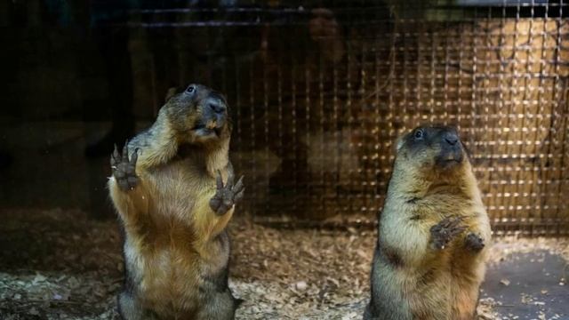 Тульские сурки Сережа и Наташа предсказали раннюю, но морозную весну. смотреть онлайн