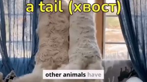 Animal Body Parts _Spotlight 5