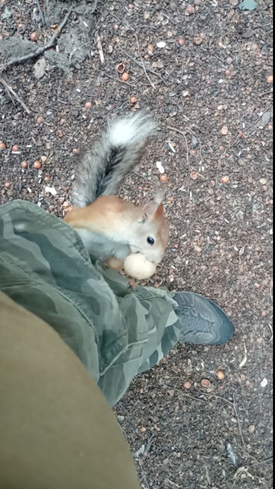 Балерина пришла за орехом. Июль 2023 смотреть онлайн