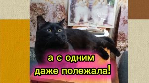 КОШКИ С ОЗВУЧКОЙ.