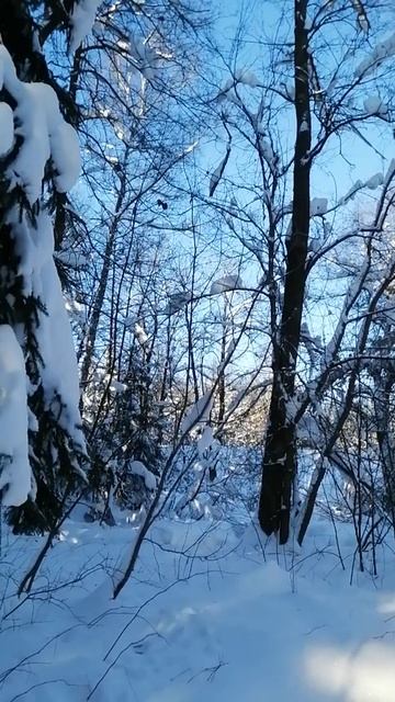 По зимнему лесу к реке Десне