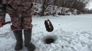 Отличный улов налима! Это был жор! Проверка крючков на налима 1 февраля 2026
