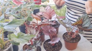 мои Бегонии 5 секретов выращивания