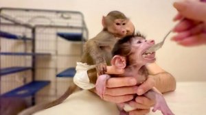 ЭТО НЕ ВОЗМОЖНО! Накормить одновременно Степу и Люсю так же сложно как БЛИЗНЕЦОВ!