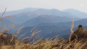 Возьмите на урок: Патриотическое звучание стихотворений о Родине