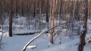 Четыре соболя в день. Архив.