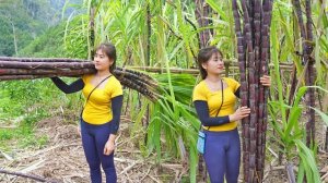 Собираю урожай фиолетового сахарного тростника и несу на продажу на сельский рынок. Нхат. Вьетнам