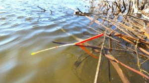 Весна... Крупный карась... ПОПЛАВОК!!! Рыбалка и весенний ЖОР на реке