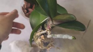 #164 ОрхоVLOG деть Розетты Биглип и бабочка дикий кот. Посадка и пересадка с заправкой корней