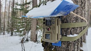 Цветные кадры ночью на фотоловушку BolyGuard SG520-DB