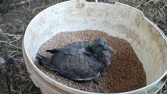 Птенец(-птеродактиль) из Межстоличья / Еды много не бывает.