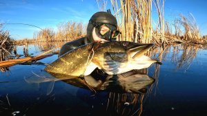 ПОДВОДНАЯ РЫБАЛКА 2025. В ЭТОМ МЕСТЕ СОТНИ ЩУК! Щука, Окунь, Лещ.