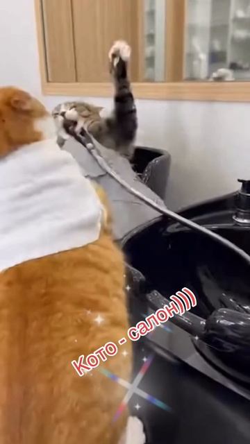 Кото-салон)))