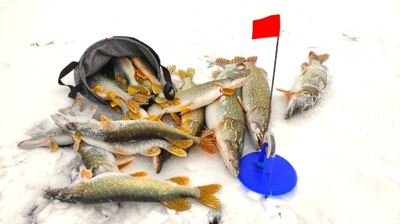 Жор КРУПНОЙ ЩУКИ!! Мамки атакуют! Рыбалка на жерлицы по первому льду смотреть онлайн