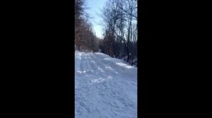 Тигрицу с тигрятами отпустили на волю в Хабаровском крае