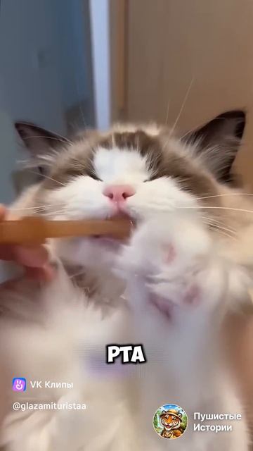 Ваша кошка не расскажет вам свои секреты смотреть онлайн