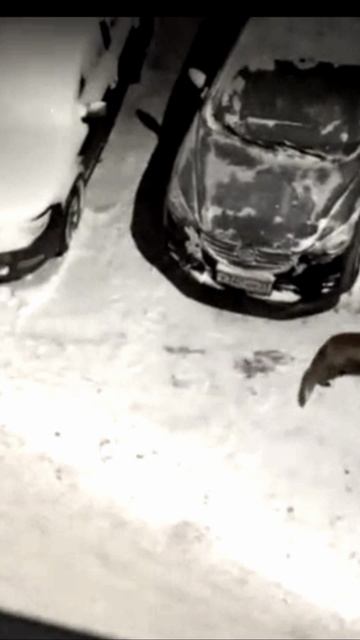 Лиса бежит по улице Офицерская во Владимире